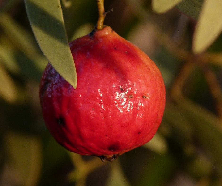 You Can’t Go Wrong with a Quandong
